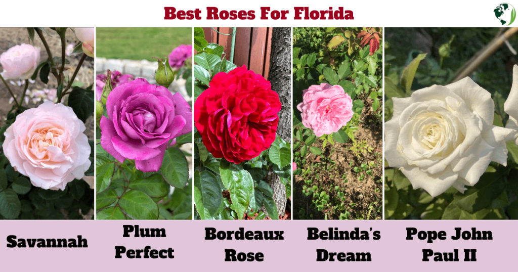 Best roses to grow in Florida