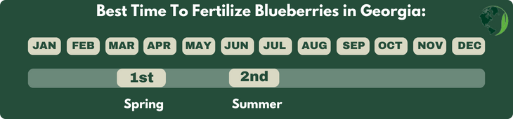 When To Fertilize Blueberries in Georgia