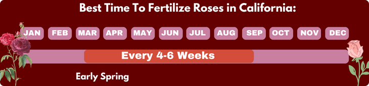 When To Fertilize Roses in California