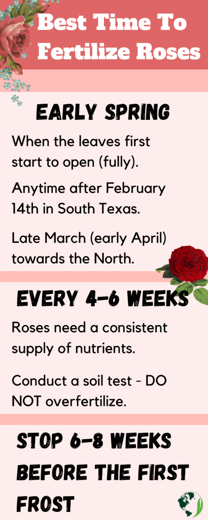Best Time To Fertilize Roses in Texas