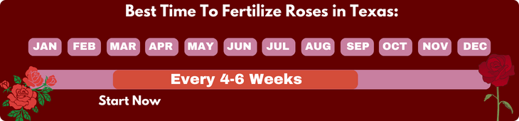 When To Fertilize Roses in Texas