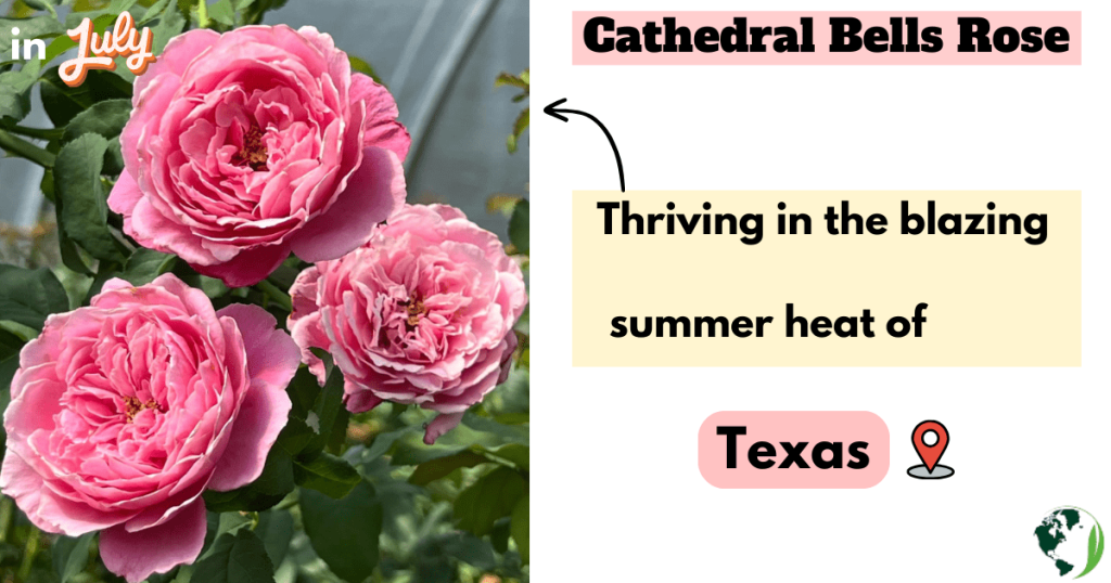 Cathedral Bells rose in Texas