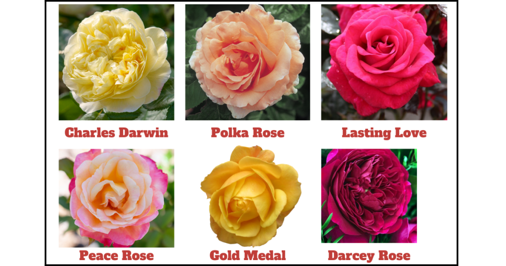 Best Roses To Grow in California