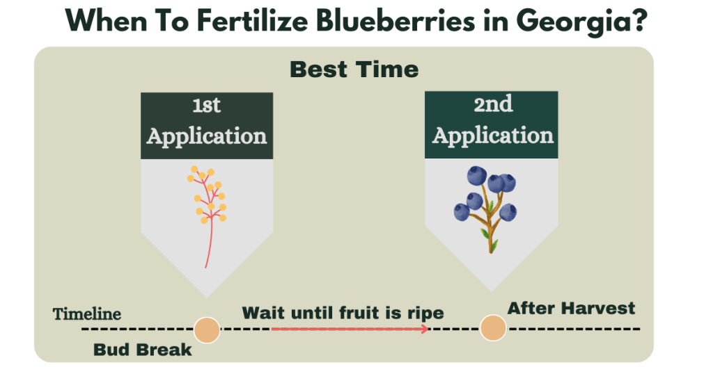 When To Fertilize Blueberries in Georgia?