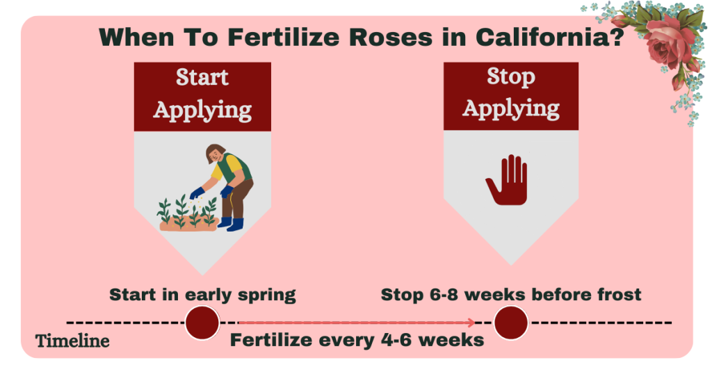 When To Fertilize Roses in California?