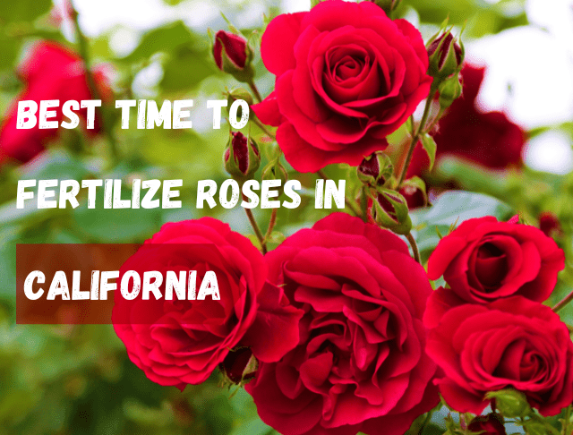 When To Fertilize Roses in California?