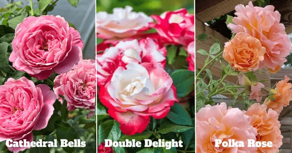 When To Fertilize Roses in Texas?