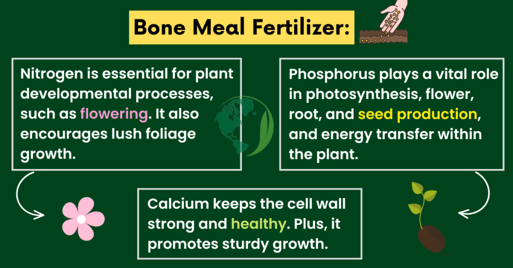 bone meal fertilizer for peonies