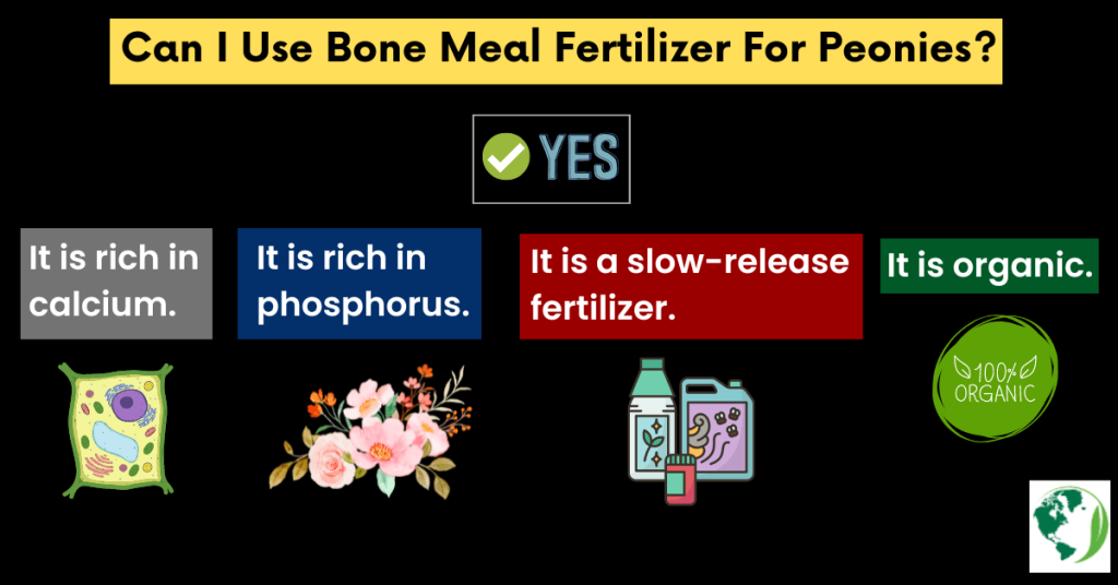 Can I use bone meal fertilizer for peonies