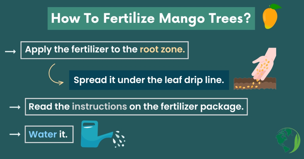 how to fertilize mango trees in Florida