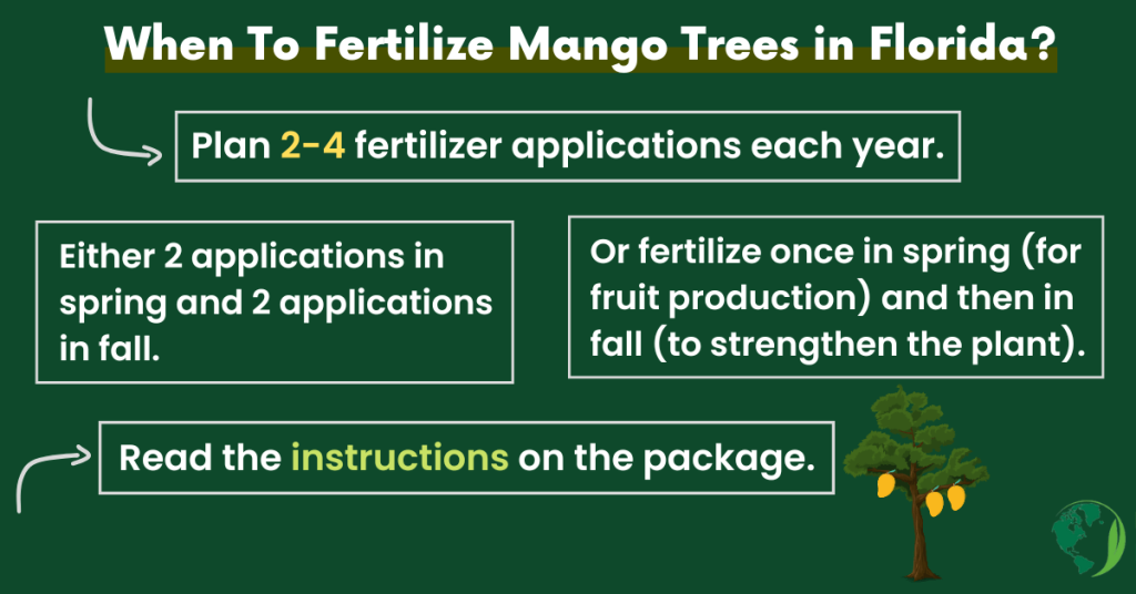when to fertilize mango trees in Florida