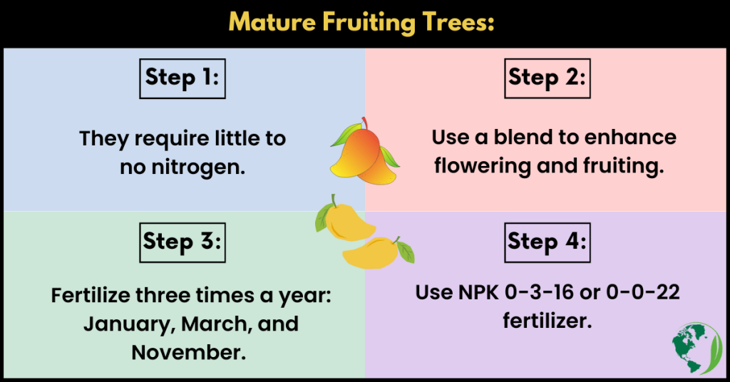 When To Fertilize Mango Trees in Florida