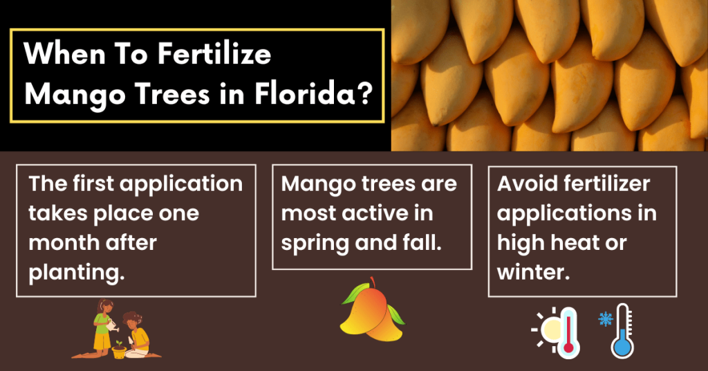 when to fertilize mango trees in Florida