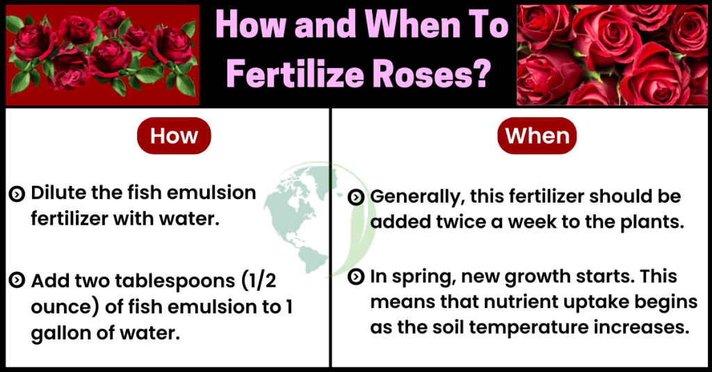 how and when to fertilize roses