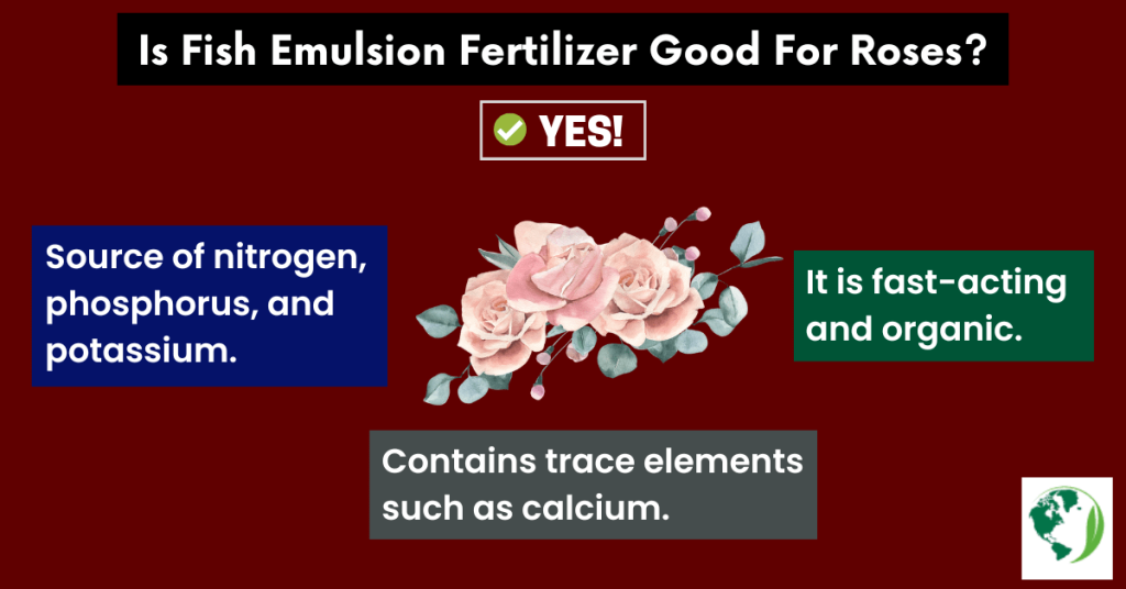 is fish emulsion fertilizer good for roses