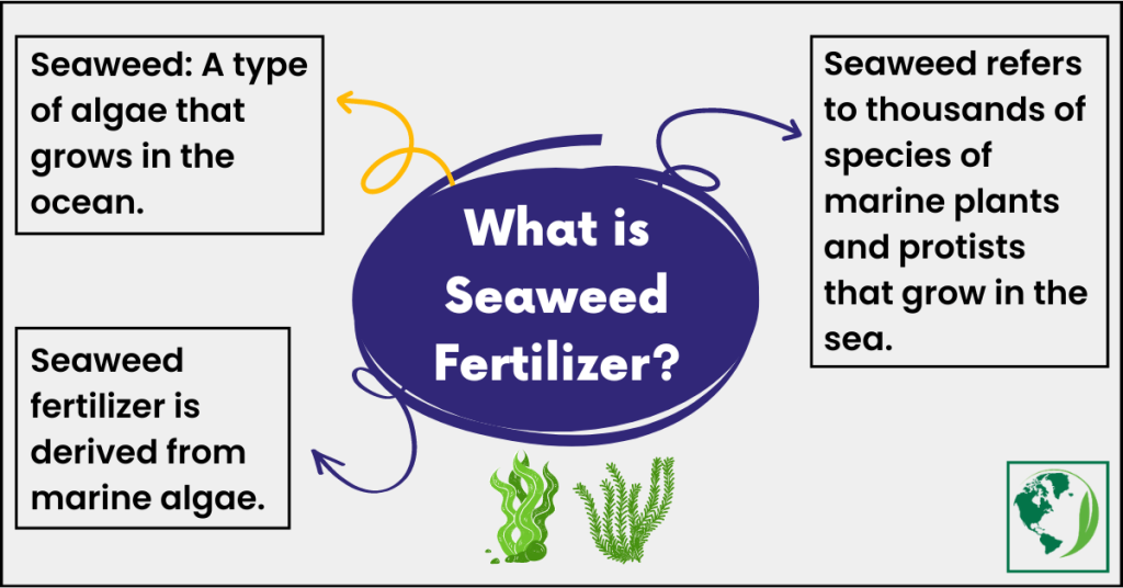 is seaweed fertilizer good for roses