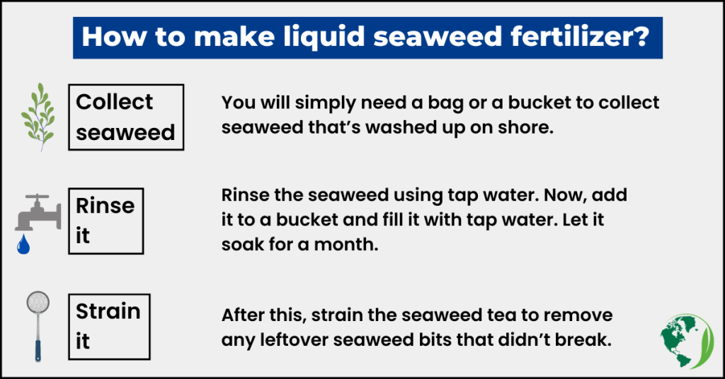 how to make liquid seaweed fertilizer?