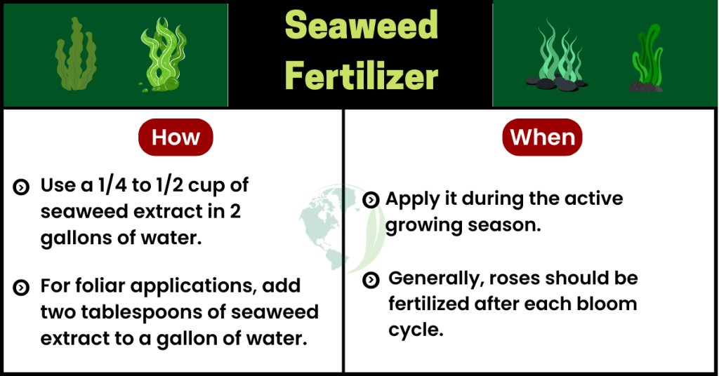seaweed fertilizer for roses