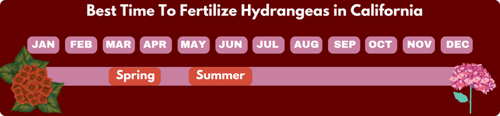 Best Time To Fertilize Hydrangeas in California
