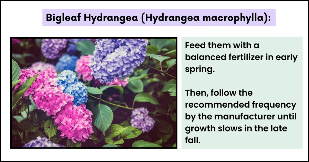 bigleaf hydrangeas in California 