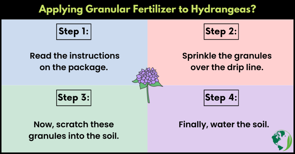 How to Fertilize Hydrangeas in California