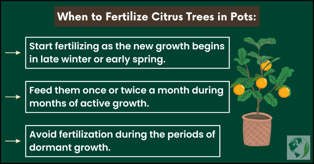 When to fertilize citrus trees in containers