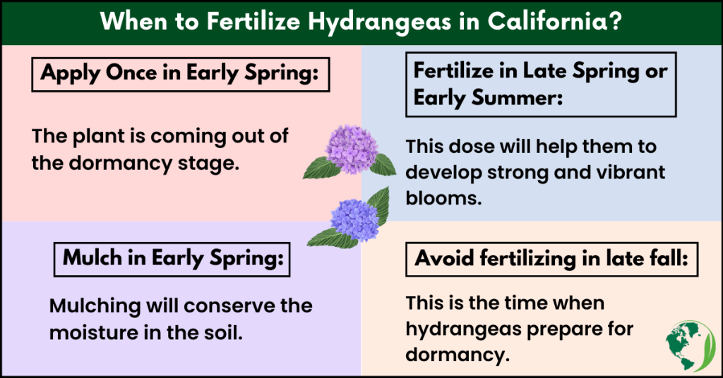 When to Fertilize Hydrangeas in California