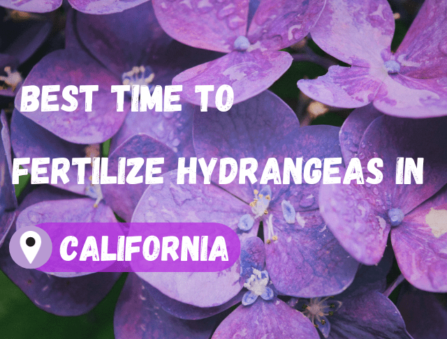 best time to fertilize Hydrangeas in California