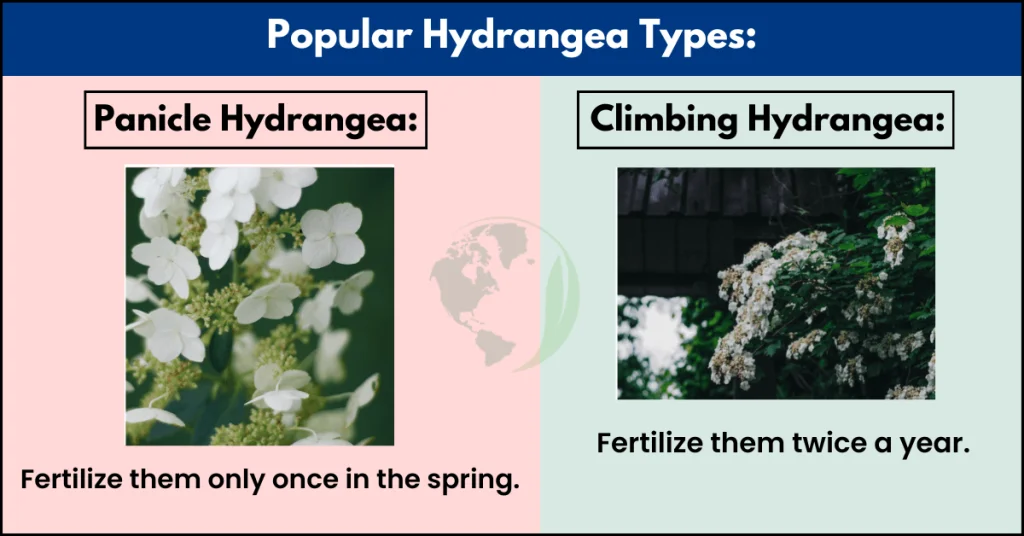 Types of hydrangeas