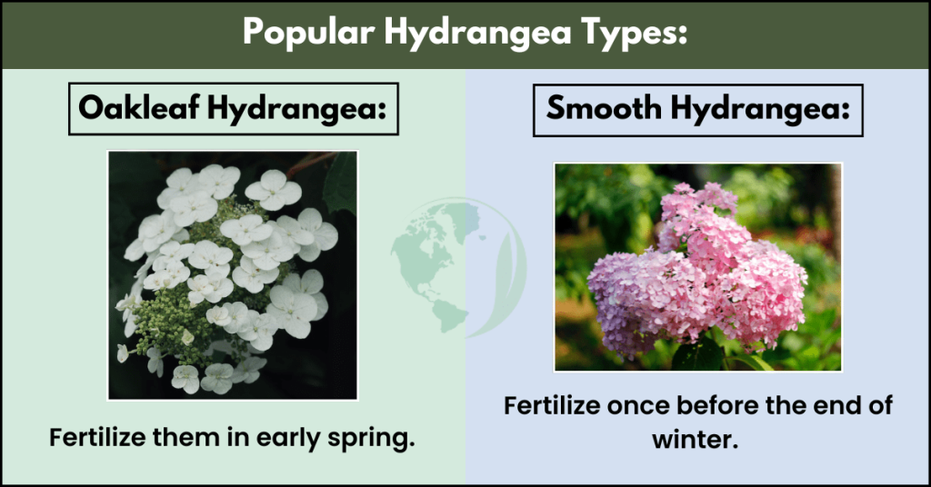 when to fertilize hydrangeas in California