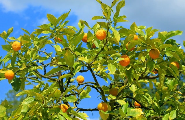When to Fertilize Citrus Trees in California