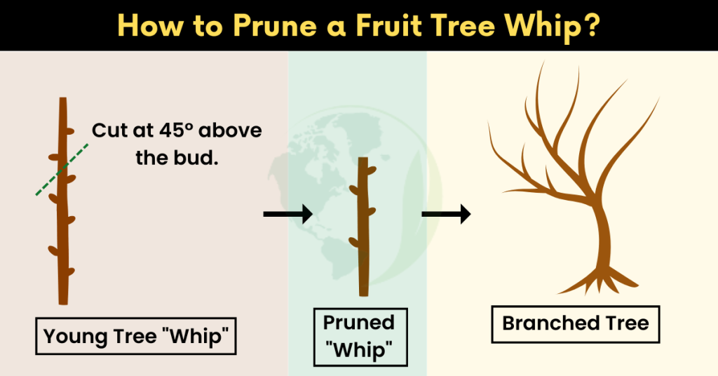 how to prune a mango tree in Florida
