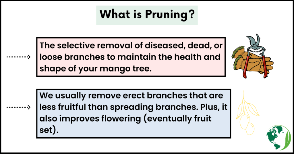 What is pruning a mango tree