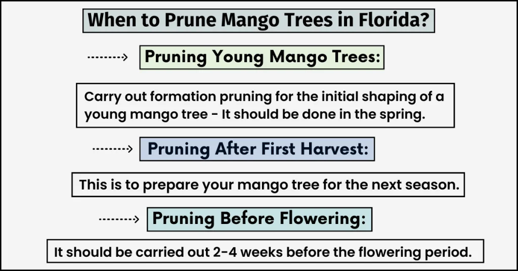When to Prune Mango Trees in Florida