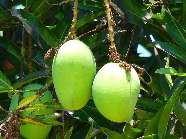 when to prune mango trees in Florida
