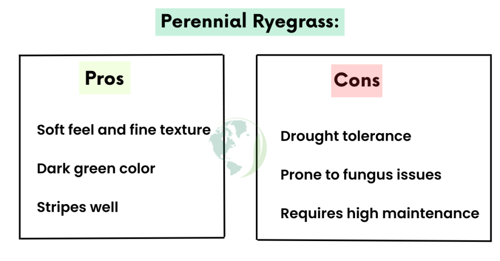 Perennial Ryegrass in Michigan Lawn
