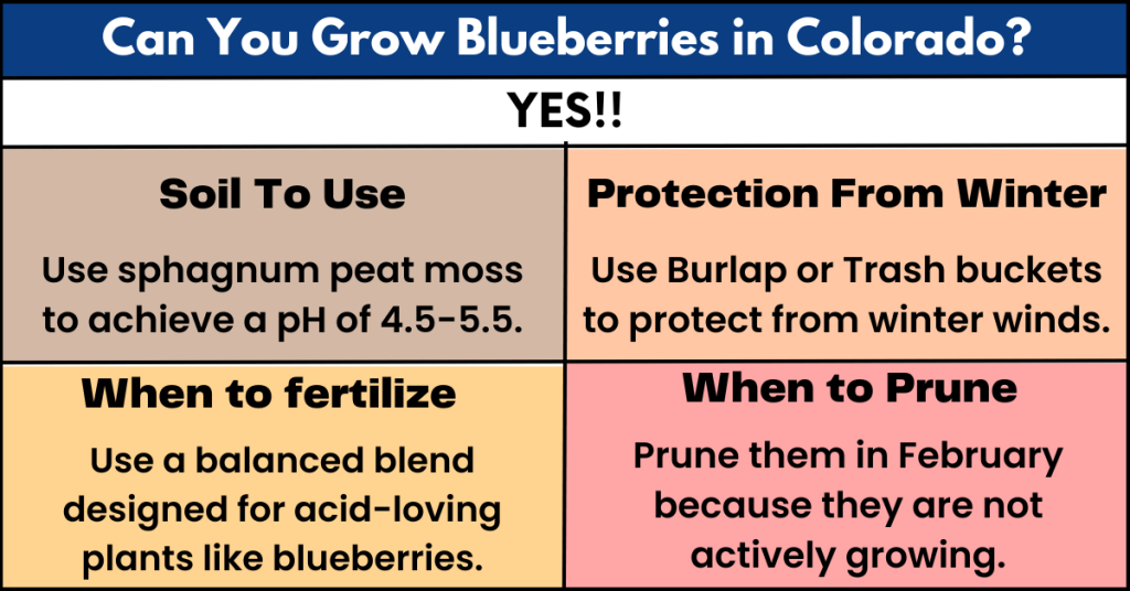 Can You Grow Blueberries in Colorado?