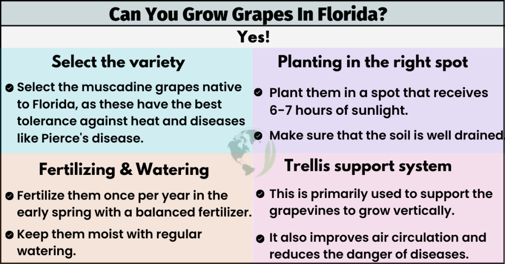 Can You Grow Grapes In Florida