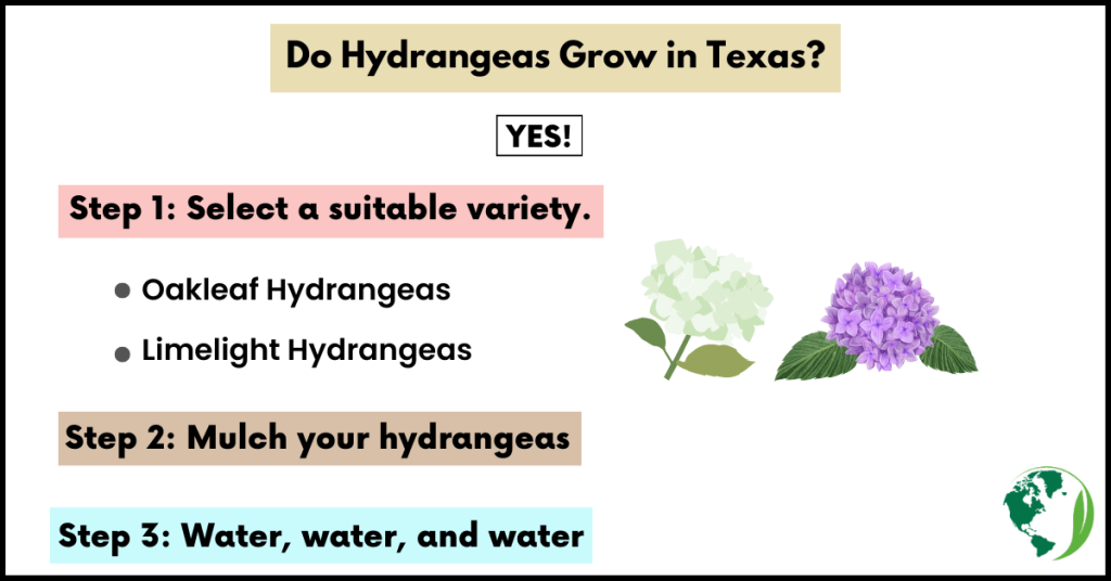 Do Hydrangeas Grow in Texas