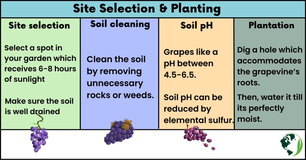 Site Selection & Planting