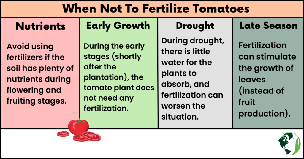 When Not To Fertilize Tomatoes
