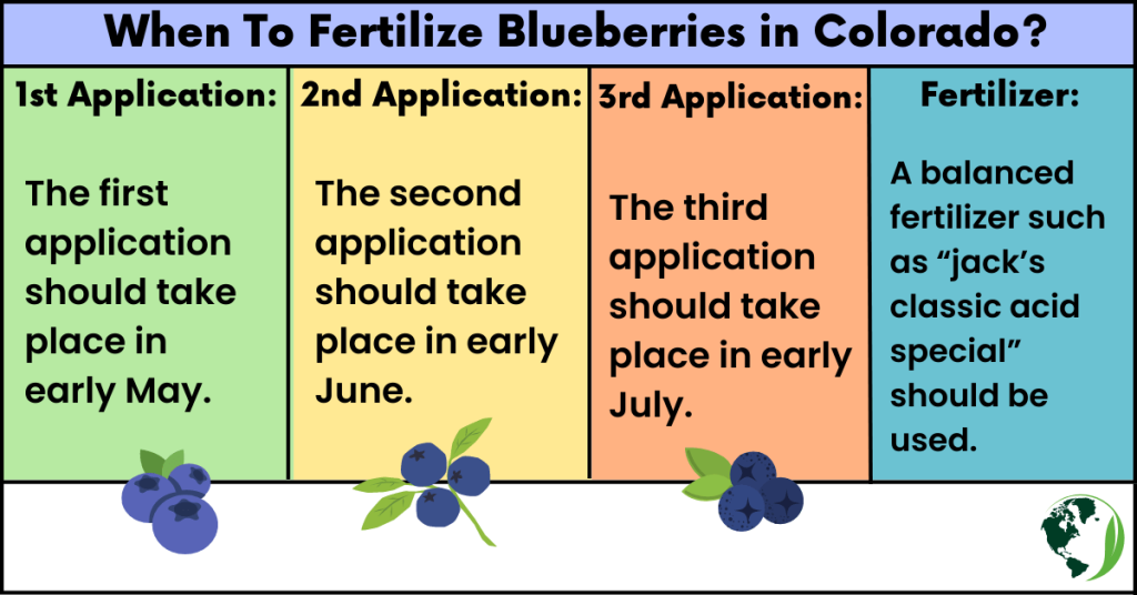 When To Fertilize Blueberries in Colorado? 