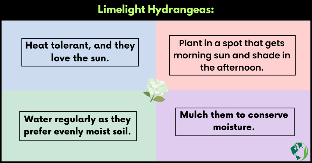 limelight hydrangeas in Texas 