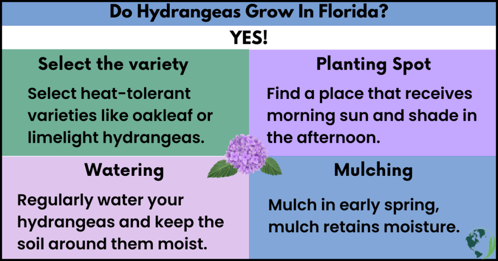 Do Hydrangeas Grow In Florida