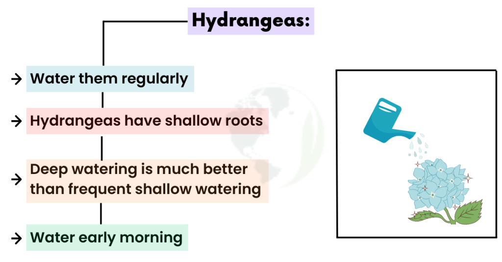 Watering hydrangeas in Florida