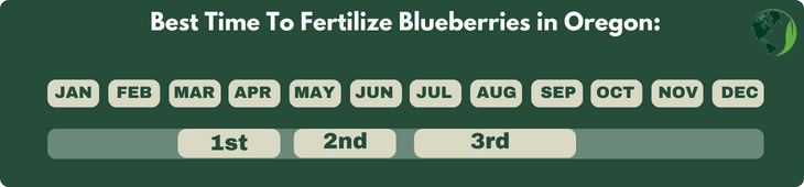 Best Time To Fertilize Blueberries in Oregon