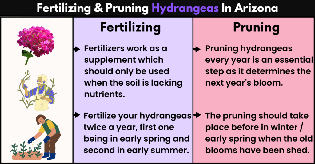 Fertilizing & Pruning Hydrangeas In Arizona