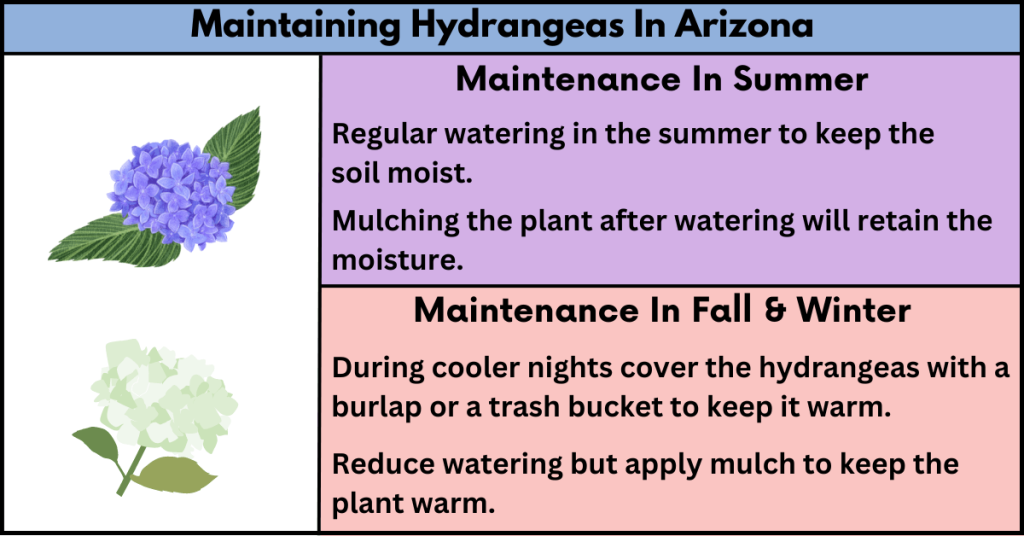 Maintaining Hydrangeas In Arizona