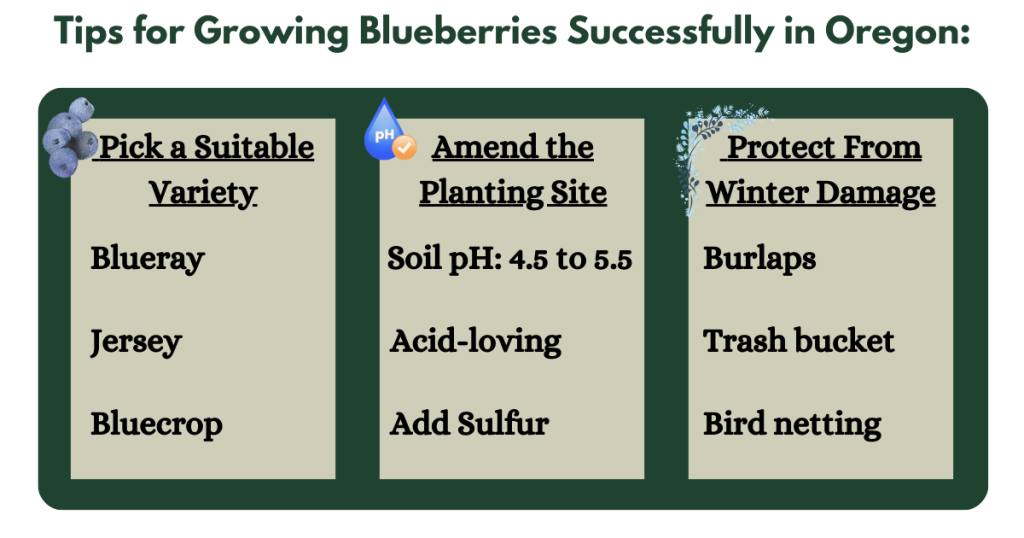 Tips for Growing Blueberries Successfully in Oregon