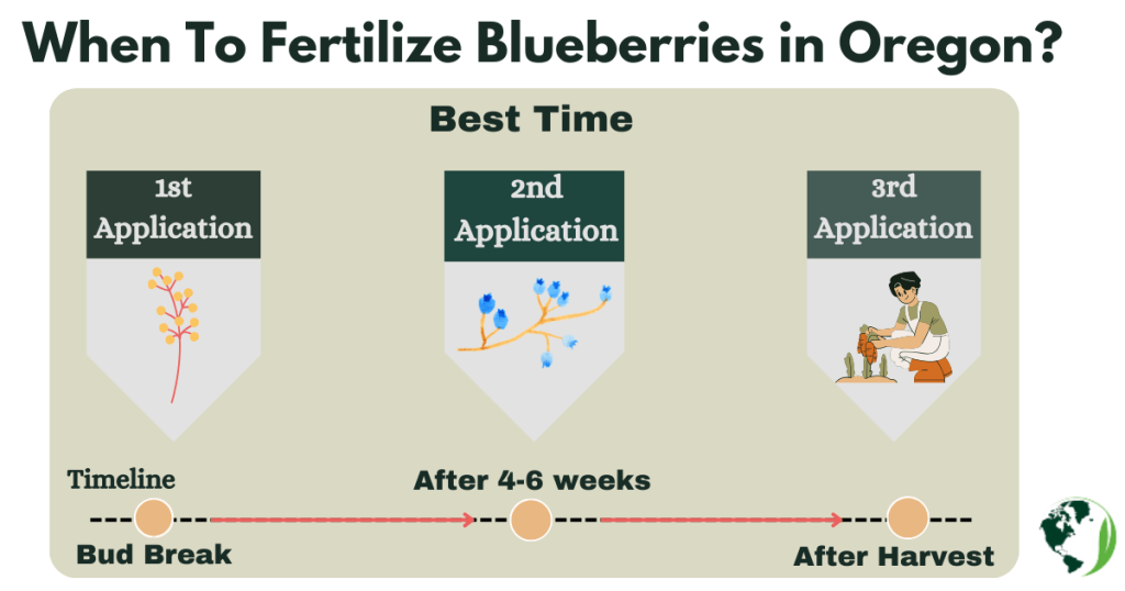 When To Fertilize Blueberries in Oregon?